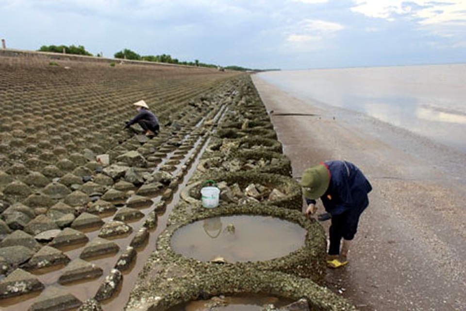 Nghề săn đặc sản kiếm tiền mưu sinh - 2
Mỗi chuyến đi đục hàu kéo dài khoảng 3 - 4 giờ, mỗi người có thể thu được khoảng 3 - 4 kg ruột hàu bán được khoảng trên 200.000 đồng. (Ảnh: Báo Ấp Bắc)