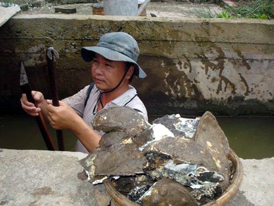 Nghề săn đặc sản kiếm tiền mưu sinh - 3
Người đàn ông săn hàu bằng cách rà theo vách cống đục bắt từng con ở Trà Vinh. (Ảnh: NLĐO)