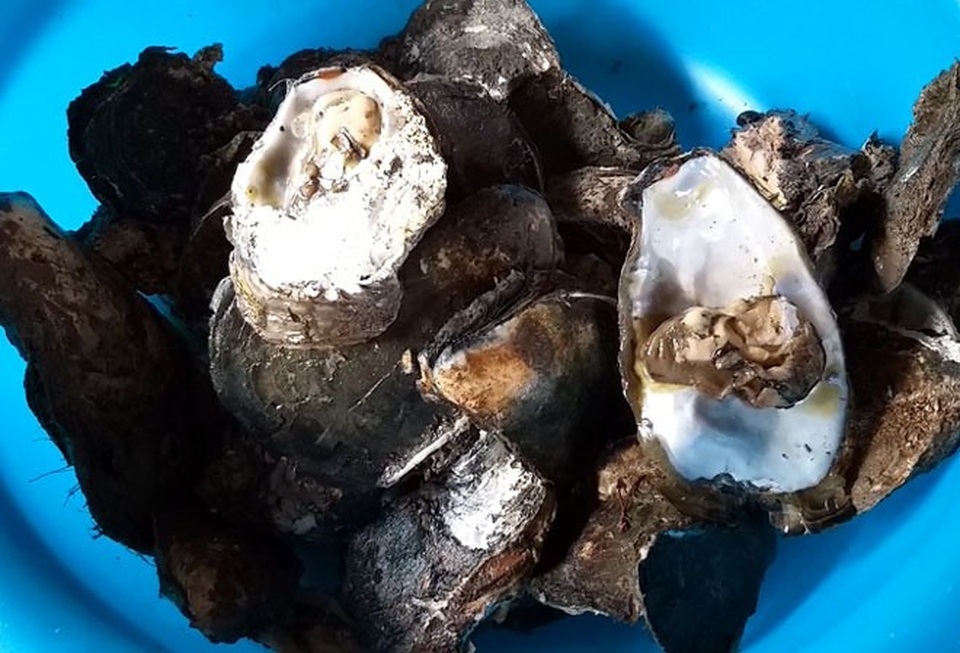 Nghề săn đặc sản kiếm tiền mưu sinh - 6
Sau khi tách vỏ, hàu thịt có giá khoảng 100.000 - 120.000 đồng/kg (Ảnh: Dân Việt)