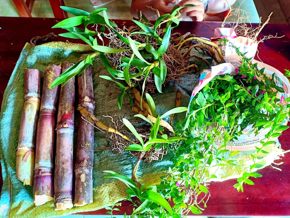 Hồn nhiên những món quà muộn của học sinh vùng cao tặng cô giáo - 7 Những khúc mía, chùm lan rừng và bó hoa dại của các cháu học sinh vùng cao tặng cô giáo mình nhân ngày 20/11