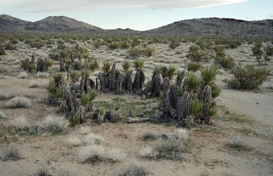
Cây bụi Creosote có tuổi đời khoảng 12.000 năm tuổi ở sa mạc Mojave, California (Mỹ) có cấu trúc hình tròn đặc biệt. Thân mới sẽ thay thế những thân cũ đã chết và có xu hướng phát triển rộng ra nhưng đều chung một gốc.

