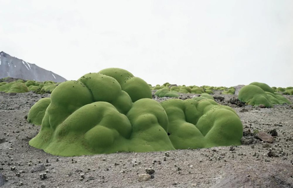 Cây bụi này có họ hàng với cây mùi tây, tuổi thọ hơn 2.000 năm tuổi, được tìm thấy ở sa mạc Atacama, Chile.