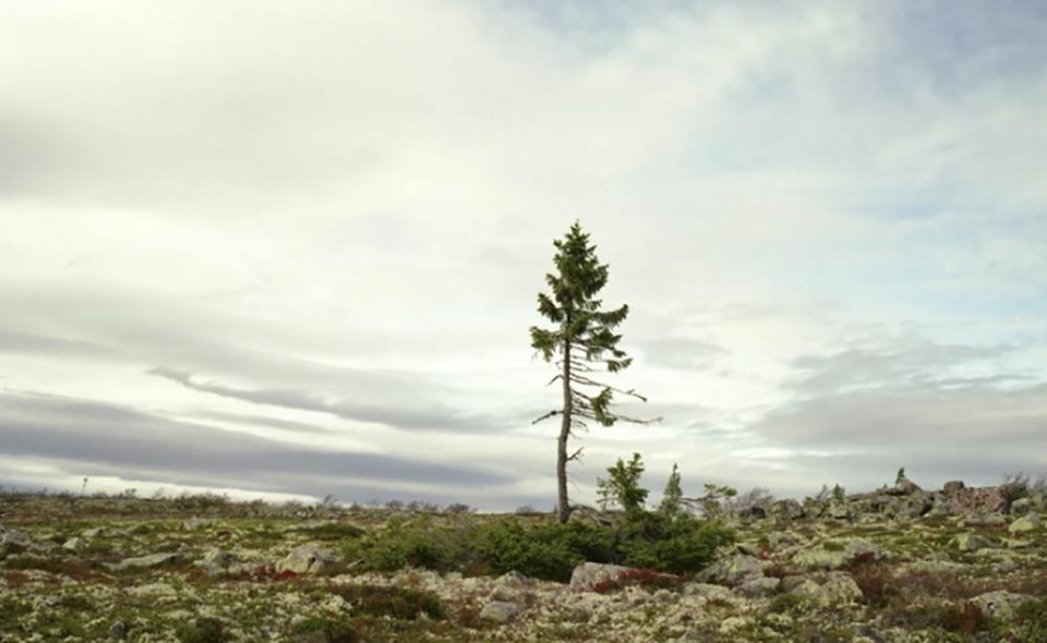 Old Tjikko - cây vân sam cao 4,8m, mọc trên đỉnh núi Fulufjället ở Thụy Điển. Nó được đặt tên “Old Tjikko” (theo tên chú chó cưng của nhà địa chất đã phát hiện ra nó vào năm 2004). Cây vân sam này đã sống qua 9.500 năm trong khí hậu khắc nghiệt của vùng núi Thụy Điển.