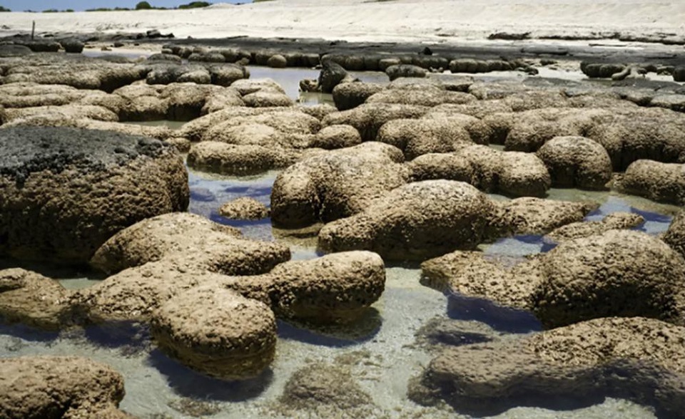 Đá stromatolite 2-3.000 tuổi ở Tây Australia là một trong những thực thể sống lâu đời nhất trên hành tinh của chúng ta. Đá stromatolite là cấu trúc đá trầm tích cổ dạng đỉnh tròn hay hình trụ.