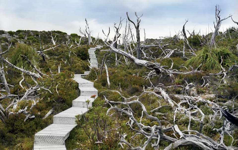 Cây thông Huon 10.500 năm tuổi chết ở Tasmania. Thông Huon có màu vàng tuyệt đẹp, là loại gỗ dùng làm đồ nội thất được ưa chuộng nhất thế giới.
