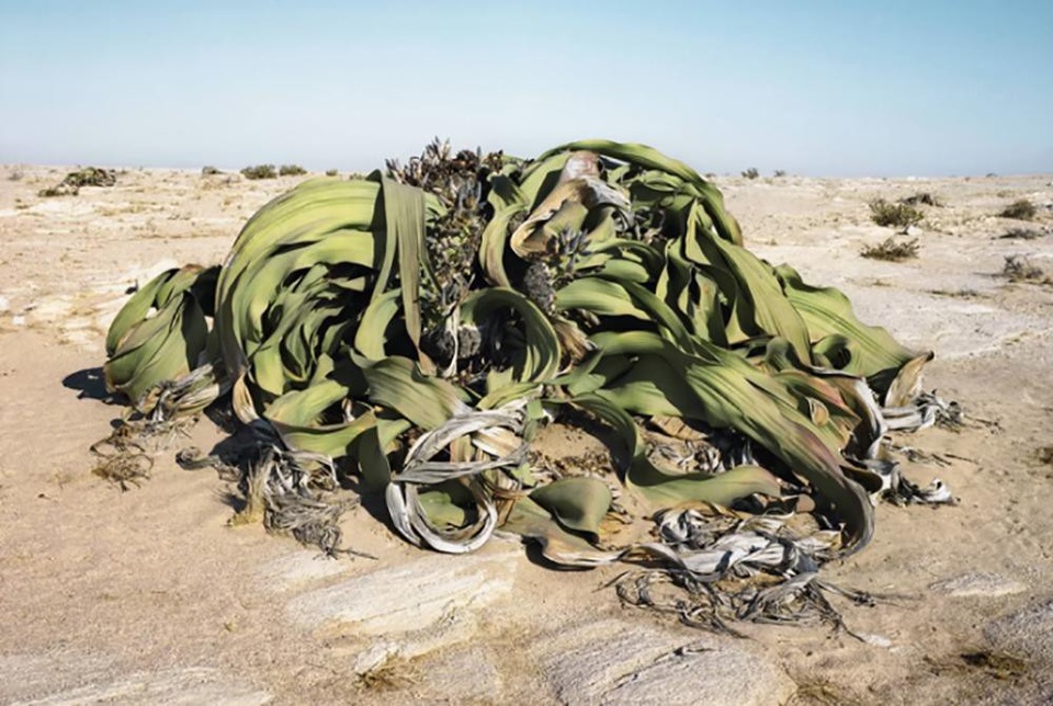 Welwitschia Mirablilis là loài cây xấu xí và là loài cây sống lâu bất thường nhất. Welwitschia Mirablilis gây ấn tượng với bộ dạng rách nát, khô héo giống như đang chết dần chết mòn. Đây là loài thực vật hạt trần duy nhất trong bộ Welwitschiales, chỉ mọc ở các vùng sa mạc khô cằn của Namibia và Angola. Lần đầu tiên được phát hiện vào năm 1859 bởi nhà thực vật học đồng thời là một bác sĩ người Áo Friedrich Welwitsch. Trong ảnh là cây Welwitschia 2.000 năm tuổi ở sa mạc Namib-Naukluft, Namibia.