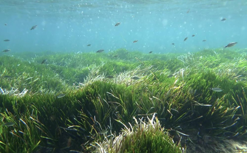 Cỏ biển 100.000 năm tuổi ở quần đảo Baleric, Tây Ban Nha.