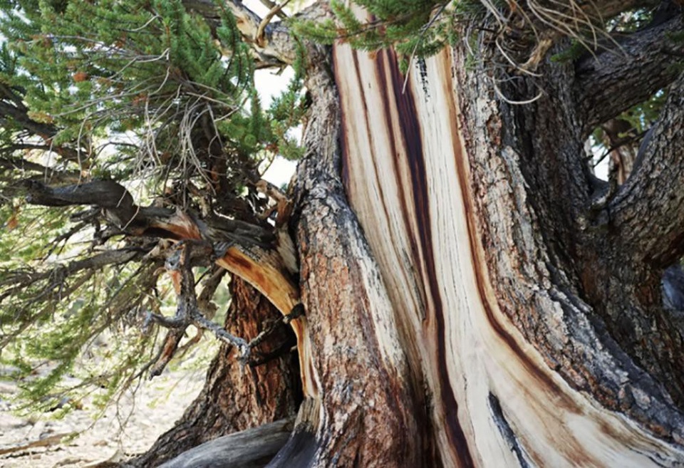 Cây thông Bristlecone được biết đã vượt qua 5.000 năm tuổi.