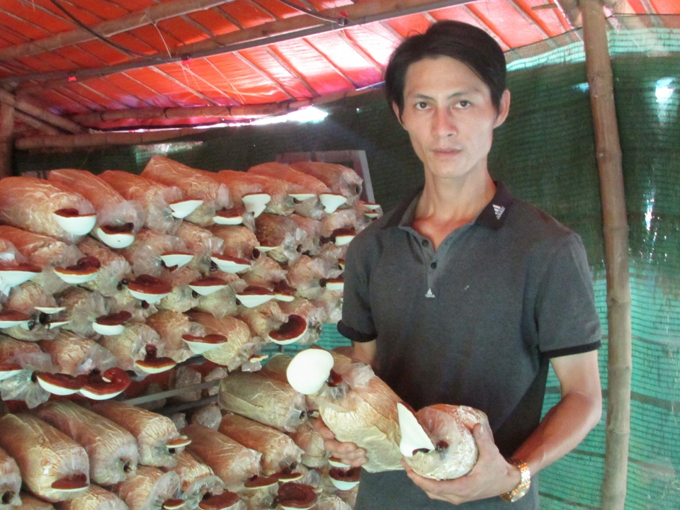 Bỏ nhiều nghề để về trồng nấm, thu lãi 200 triệu đồng/năm - 1 Anh Hùng giới thiệu về trại nấm của mình