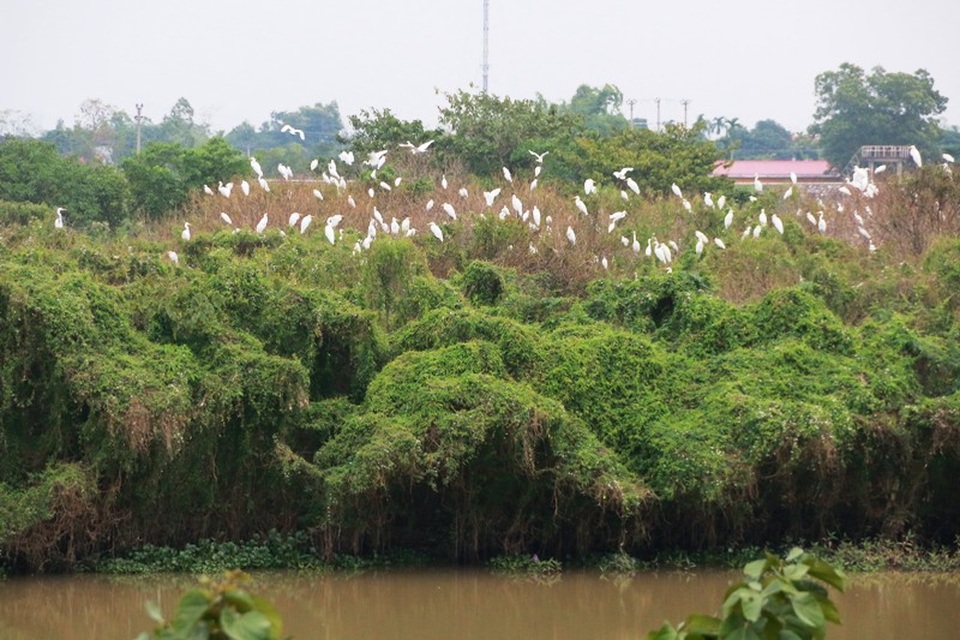 Mãn nhãn trước vườn chim hàng nghìn con bên sông Hoàng Long - 1 Vườn chim hàng nghìn con bên sông Hoàng Long ở xã Gia Lạc, Gia Viễn, Ninh Bình.