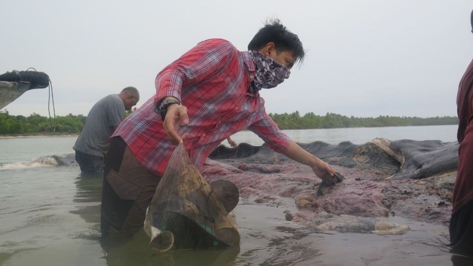 Một xác cá voi với 115 cốc nhựa trong bụng ở Indonesia - 1 Một xác cá voi với 115 cốc nhựa trong bụng ở Indonesia - 1