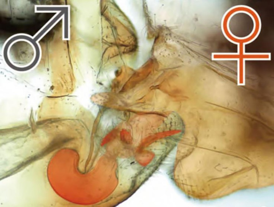 Phát hiện loài côn trùng kì lạ có cơ quan sinh dục “đảo ngược” - 1 Loài côn trùng kì lạ trong hang động ở Brazil có cơ quan sinh dục của con đực và con cái phát triển “đảo ngược”.