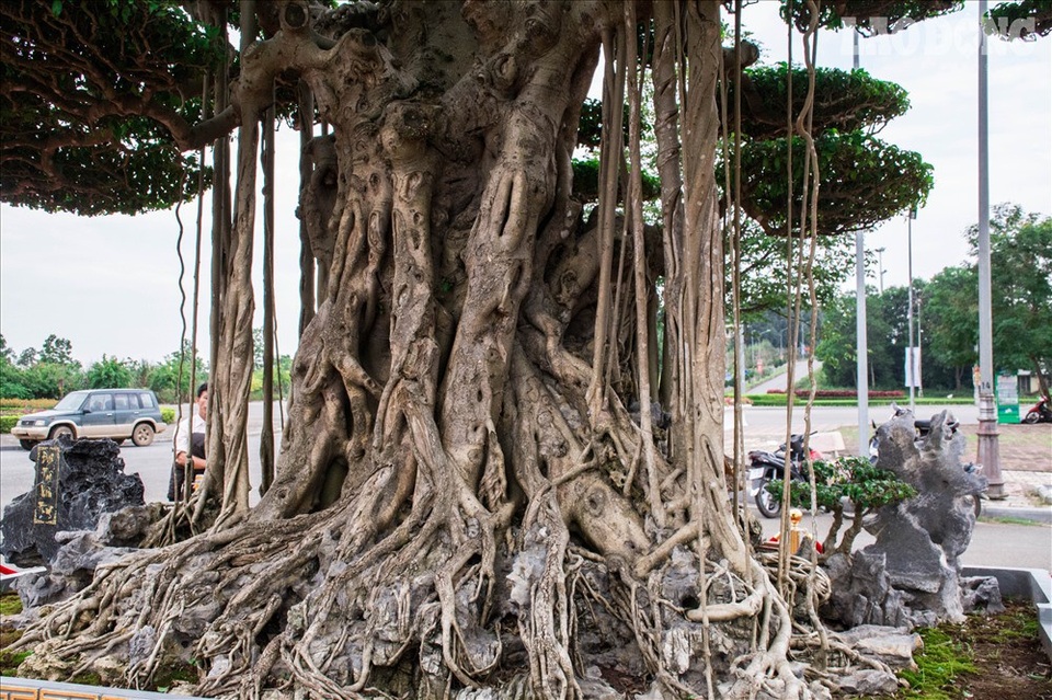 Có gì đặc biệt ở cây sanh "Đại thế vân tùng" giá 10 tỷ dát tới 5 cây vàng? - 5
Với tuổi đời trên 60 năm, cây có nhiều rễ lớn và thân xù xì chứa nét đẹp cuốn hút.