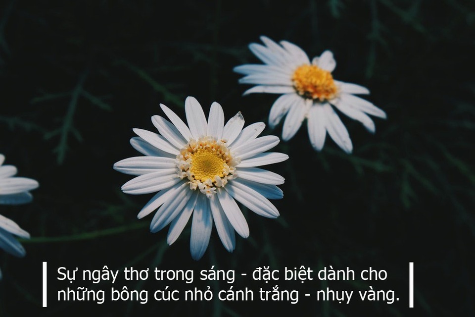 Thán phục trước vẻ đẹp và ý nghĩa của những bông cúc - 1