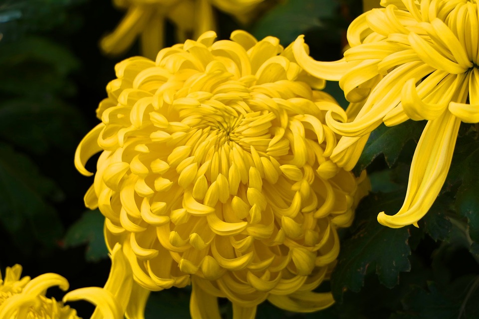 Thán phục trước vẻ đẹp và ý nghĩa của những bông cúc - 11