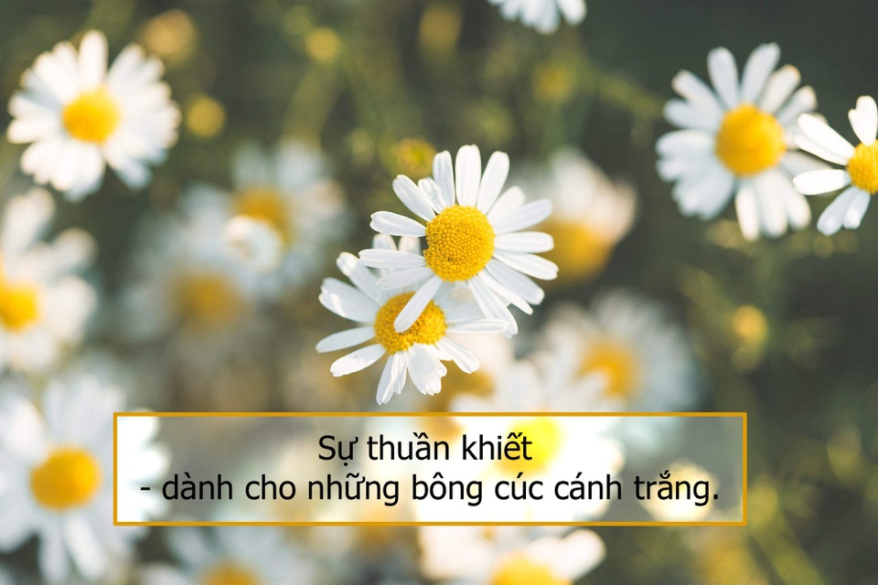 Thán phục trước vẻ đẹp và ý nghĩa của những bông cúc - 2