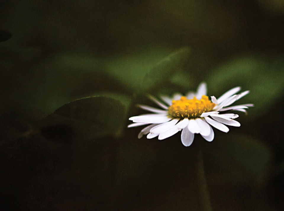 Thán phục trước vẻ đẹp và ý nghĩa của những bông cúc - 6