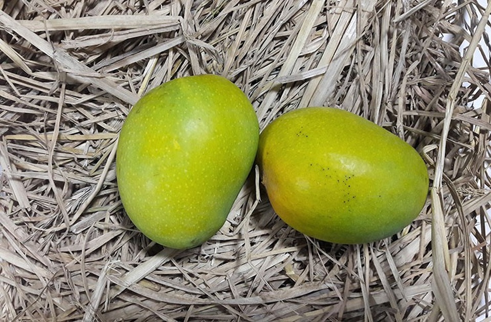 Những lợi ích có thể bạn chưa biết về quả xoài - 10 Những lợi ích có thể bạn chưa biết về quả xoài - 10