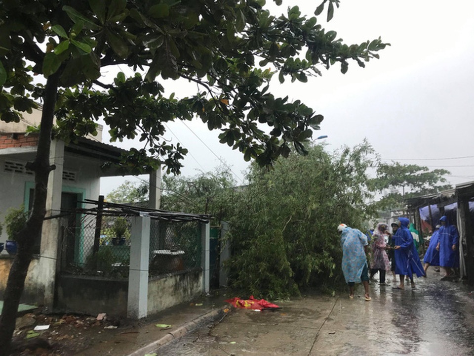 Nhiều cây xanh ngã đổ ở Thạnh An