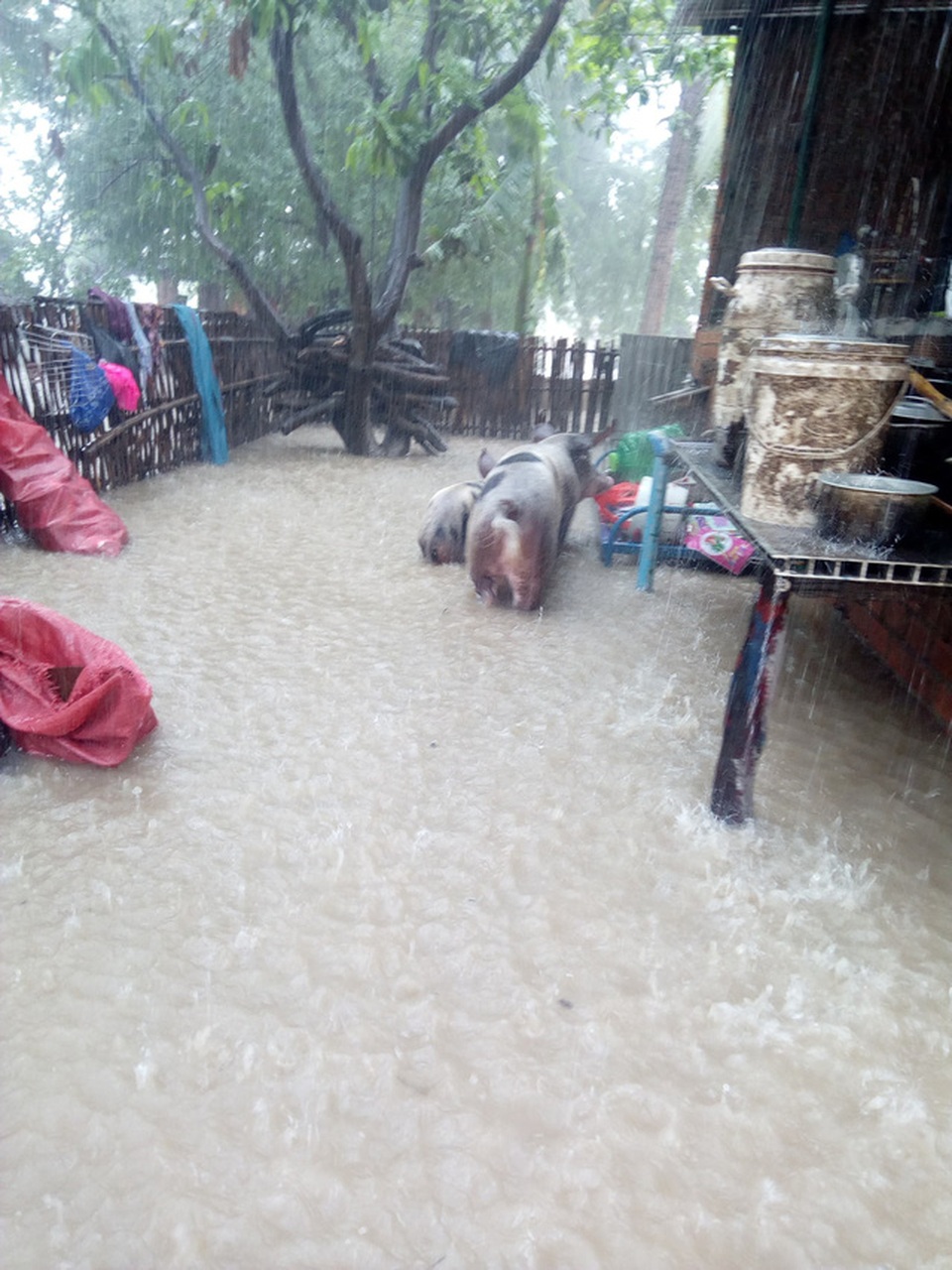 Ninh Thuận mênh mông “biển nước”, mưa vẫn chưa ngừng - 10 Ninh Thuận mênh mông “biển nước”, mưa vẫn chưa ngừng - 10