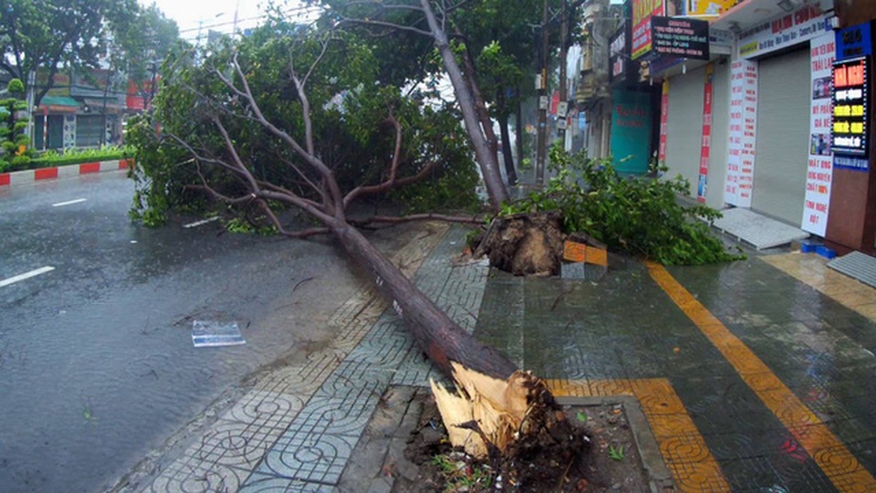 Bão số 9 đổ bộ vào đất liền, nhiều cây gãy đổ tại Vũng Tàu - 16
Cây đổ sau gió lốc và mưa ở Vũng Tàu