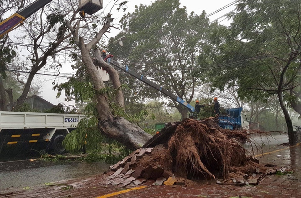 Sài Gòn ngập khắp nơi, cây đổ đè người đi đường tử vong - 25 Hàng loạt cây gãy đổ ở Cần Giờ, TPHCM