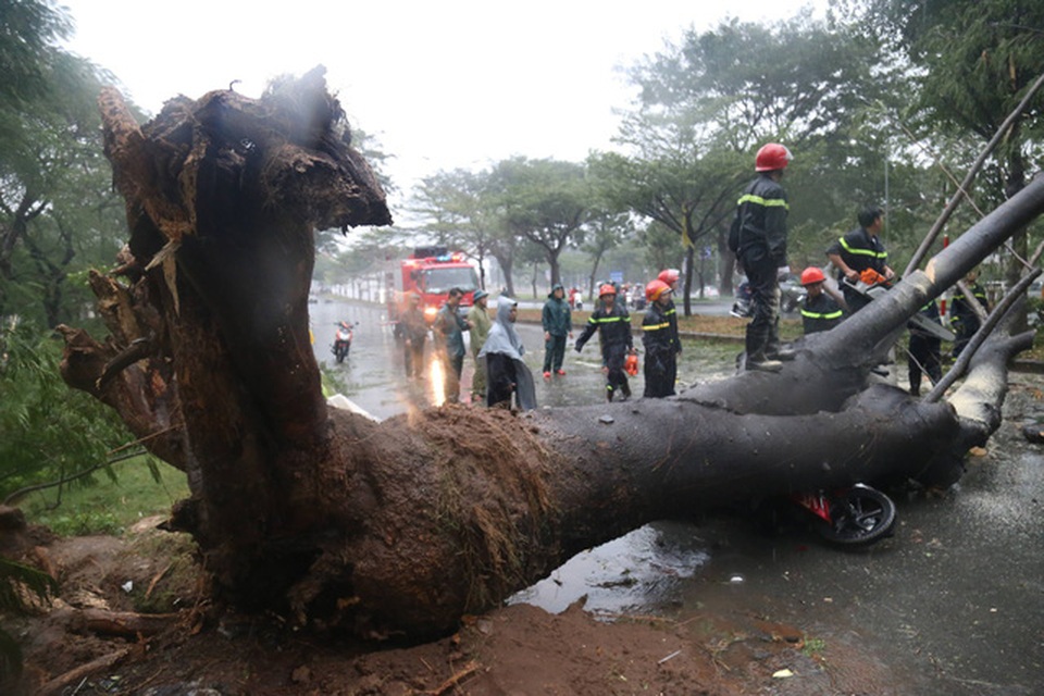 Sài Gòn ngập khắp nơi, cây đổ đè người đi đường tử vong - 6
Cây xanh đổ đè lên xe máy khiến người đi đường bị thương, sau đó tử vong tại bệnh viện