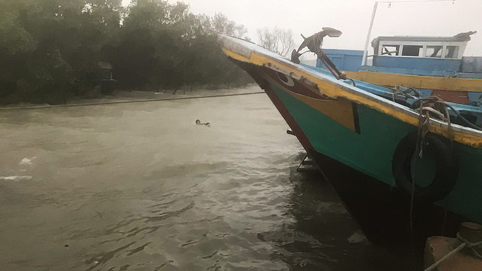 Một ngày căng mình chống bão ở xã đảo “nội bất xuất, ngoại bất nhập” - 12
Cho tàu lao vào bụi cây neo lại hoặc cho chạy ra giữa dòng là cách hạn chế va đập mạn tàu của ngư dân.
