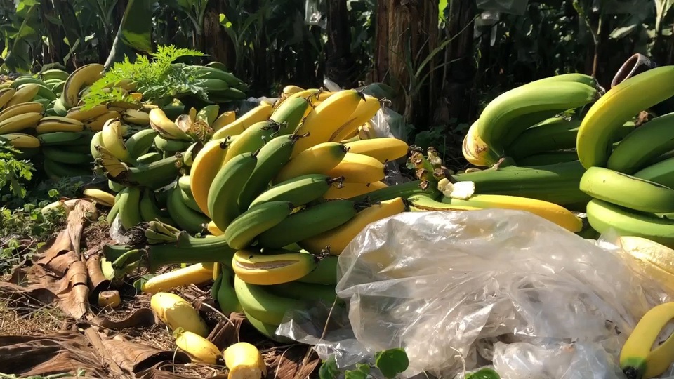 Hà Nội: Hàng nghìn buồng chuối nghi bị phun thuốc ép chín - 5