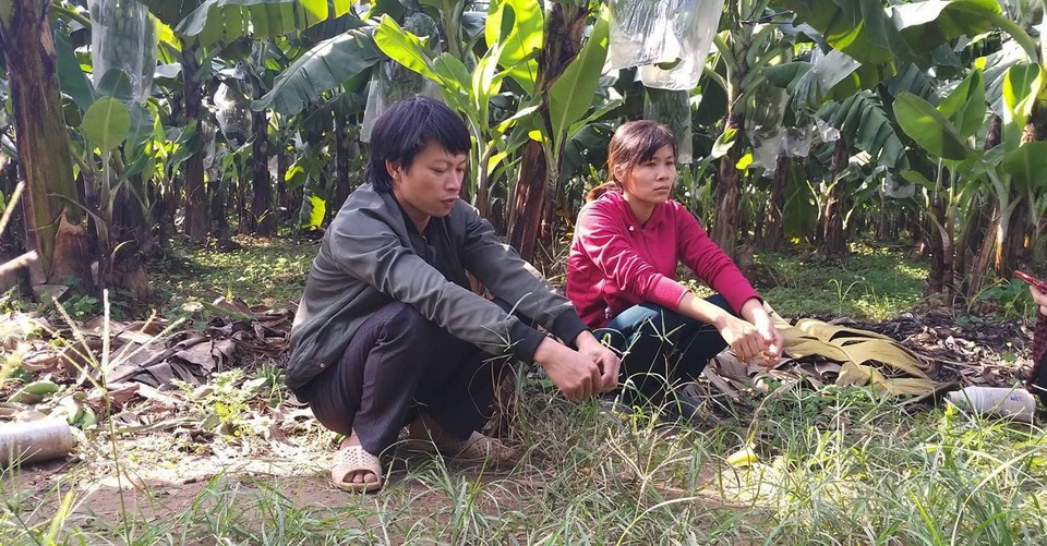 
Vợ chồng chị Thủy thẫn thờ trước cả gần nghìn buồng chuối sắp đến vụ thu hoạch nghi bị kẻ gian phun thuốc ép chín sớm.
