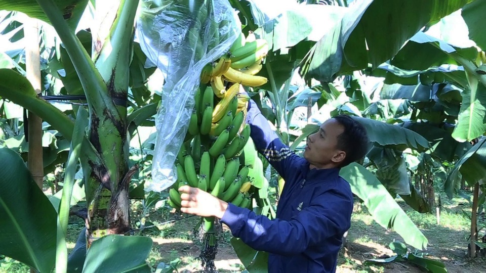 Anh Nguyễn Huy Toàn bên cạnh 1 buồng chuối còn non nhưng có những quả chuối đã chín vàng nghi bị kẻ gian phun thuốc chín ép.