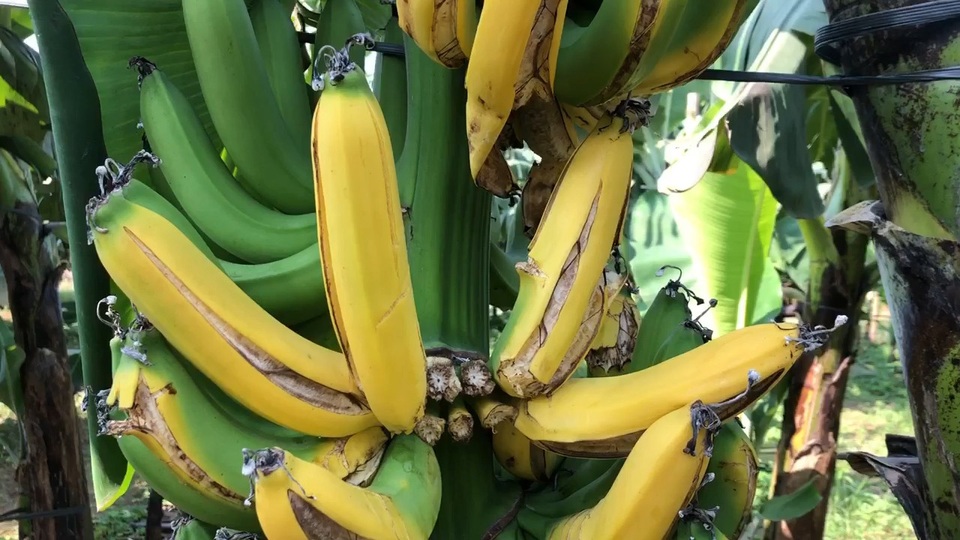 Theo anh Toàn, có kẻ xấu đã dùng bình xịt xịt vào bên trong buồng chuối đã bọc ni lông, chỗ nào dính thuốc, chuối sẽ chín và quả bị nứt toác.