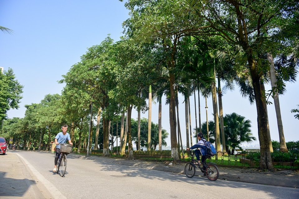 Hoa sữa tỏa mùi nồng nặc ở Hà Nội - 2
Hàng cây hoa sữa dày đặc trên phố Trích Sài. Vào cao điểm mua hoa, mùi hương toả ra khá nồng nặc khiến cho cảm nhận lãng mạn không còn, thay vào đó là sự khó chịu.