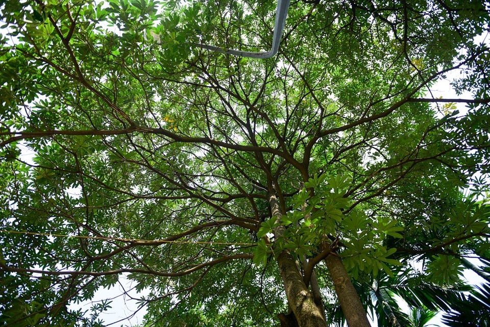 Hoa sữa tỏa mùi nồng nặc ở Hà Nội - 6
Hoa sữa có tán rộng, tới mùa ra rất nhiều hoa.