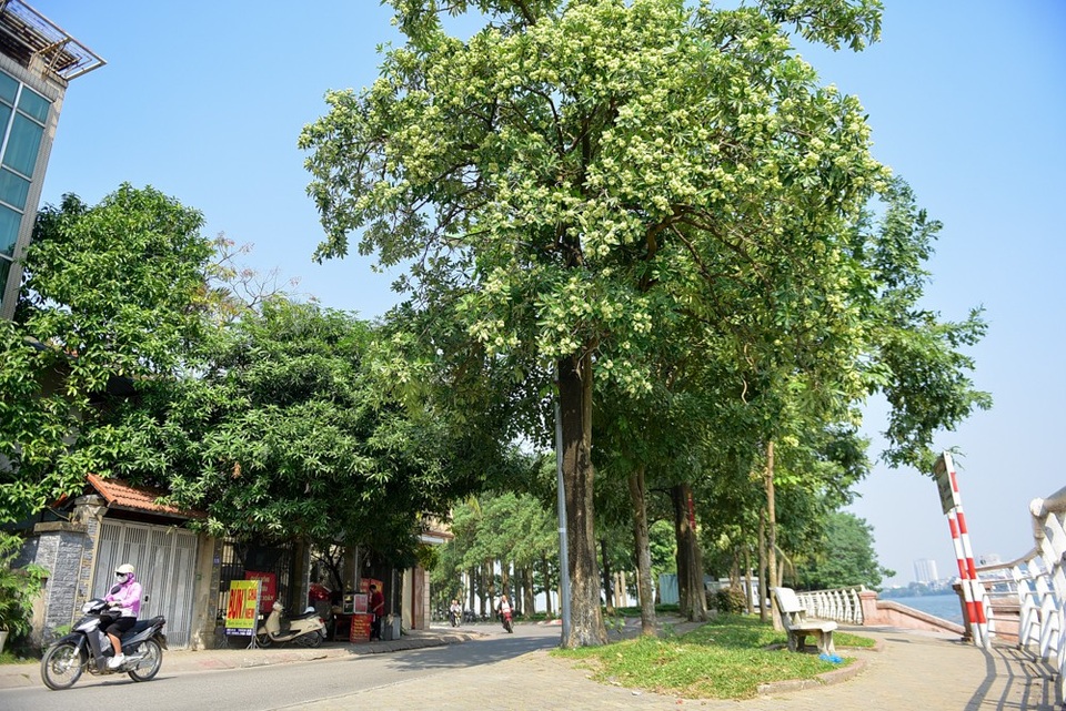 Hoa sữa tỏa mùi nồng nặc ở Hà Nội - 3
Mùi hoa sữa càng nồng nặc hơn vào những ngày lặng gió.