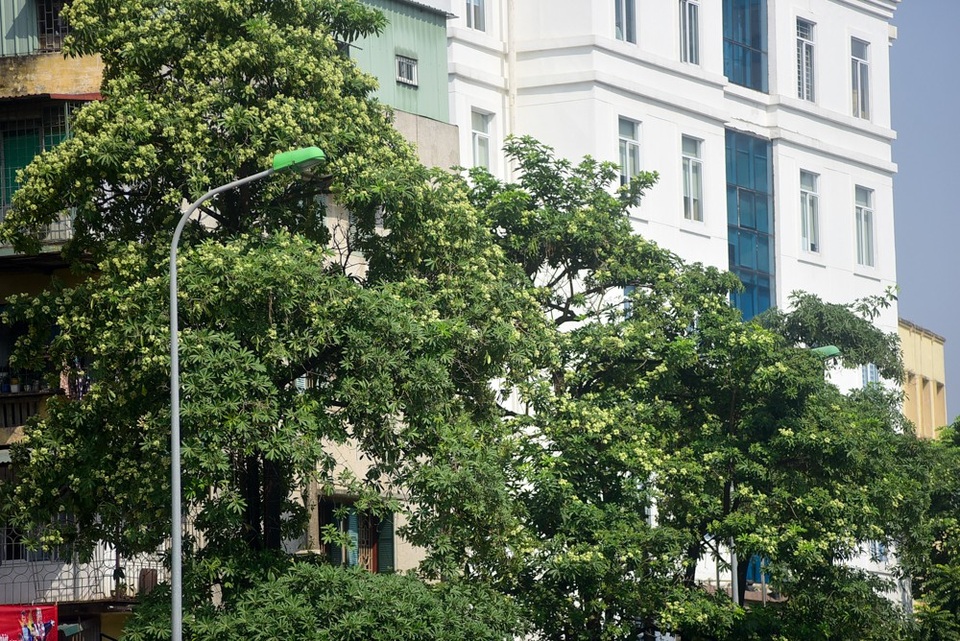 Hoa sữa tỏa mùi nồng nặc ở Hà Nội - 8
Một người bán hàng trên phố Nguyễn Chí Thanh cho biết: Hoa sữa ít thì ngửi có hương thơm thoang thoảng, nhưng nhiều quá thì mùi rất hắc, nhất là về đêm. Tôi bán hàng ở đây đến mùa phải đeo khẩu trang vì không chịu nổi mùi hắc của hoa sữa.