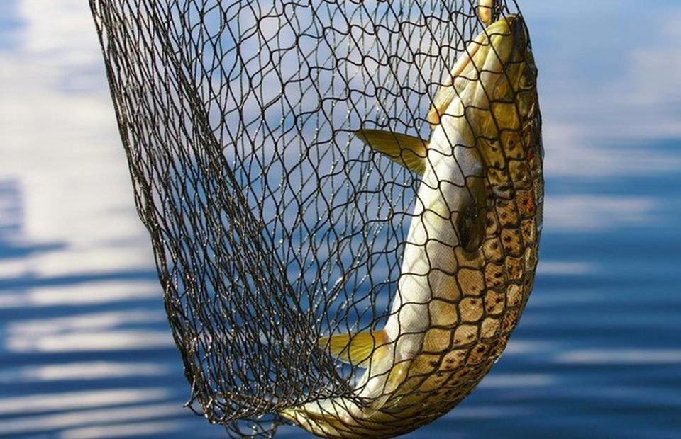 Navico từng là đại gia số 1 ngành cá tra trước khi để tuột thị phần vào tay Vĩnh Hoàn (VHC), Hùng Vương (HVG)