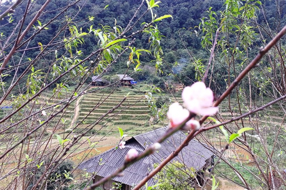 Hoa đào đón xuân sớm ở nơi “Đà Lạt của xứ Thanh” - 7 Đây chưa phải là thời điểm mà hoa đào nơi vùng đất Cao Sơn nở đẹp nhất.