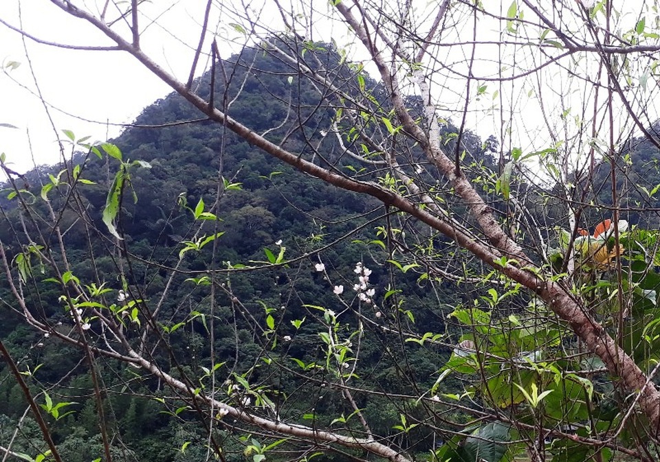 Hoa đào đón xuân sớm ở nơi “Đà Lạt của xứ Thanh” - 6
Hoa đào bung nở đón xuân sớm.