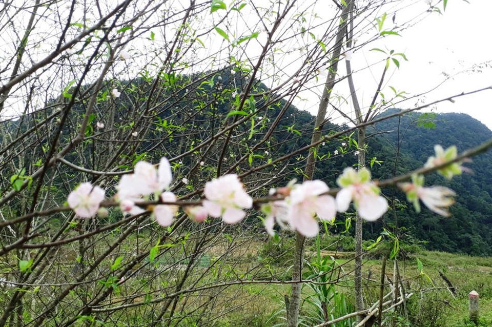 Hoa đào đón xuân sớm ở nơi “Đà Lạt của xứ Thanh” - 8
Đến với vùng đất Cao Sơn vào thời điểm này, có thể cảm nhận không khí Tết như đang ngập tràn.