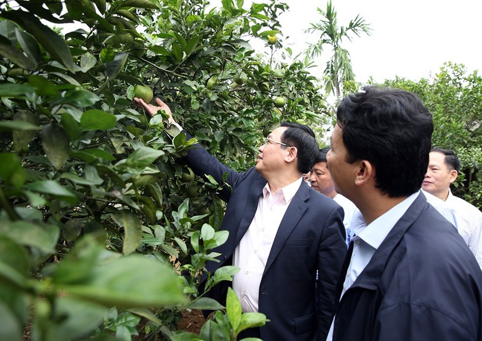 Phó Thủ tướng ngạc nhiên trước sức bật của thôn từng nghèo khó bậc nhất vùng rốn lũ - 3
Phó Thủ tướng tham quan vườn mẫu của một thương binh cho nguồn thu 1,2 tỷ đồng/năm.