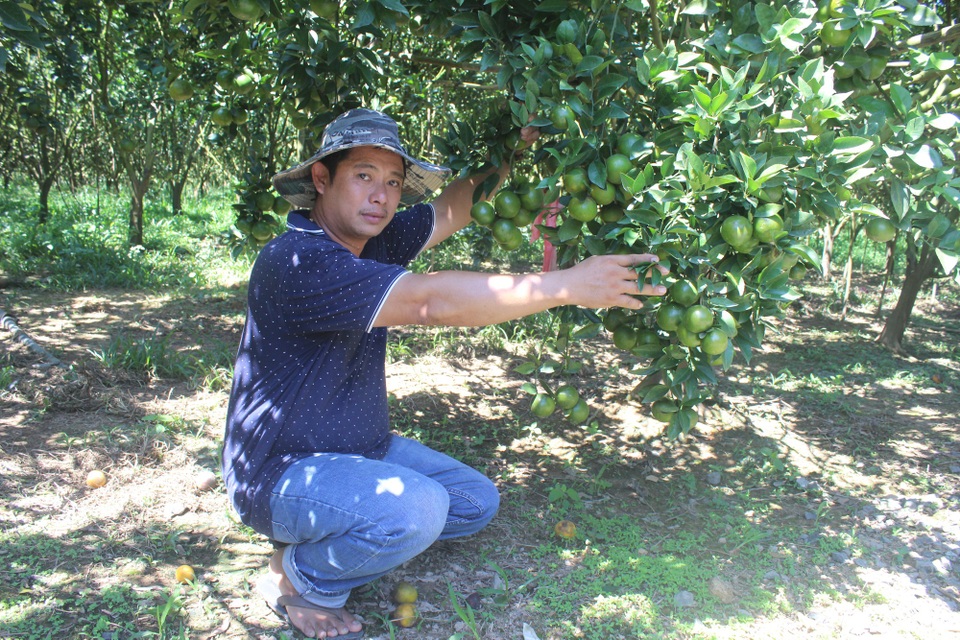 Lâm Đồng: Bỏ phố lên núi trồng cây ăn trái cho thu hoạch quanh năm - 1 Anh Nguyễn Hoàng Cương bên vườn quýt đường sai trĩu của gia đình mình