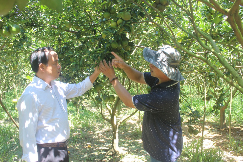 Lâm Đồng: Bỏ phố lên núi trồng cây ăn trái cho thu hoạch quanh năm - 4 Anh Cường đang chia sẻ kinh nghiệm kỹ thuật chăm sóc cây ăn trái