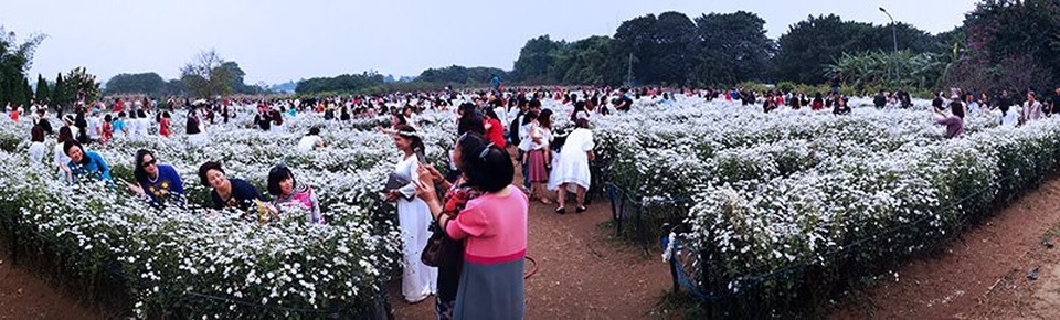 Vườn cúc họa mi 'thất thủ' vì quý cô Hà thành làm điều này - 1 Vườn cúc họa mi 'thất thủ' vì quý cô Hà thành làm điều này - 1