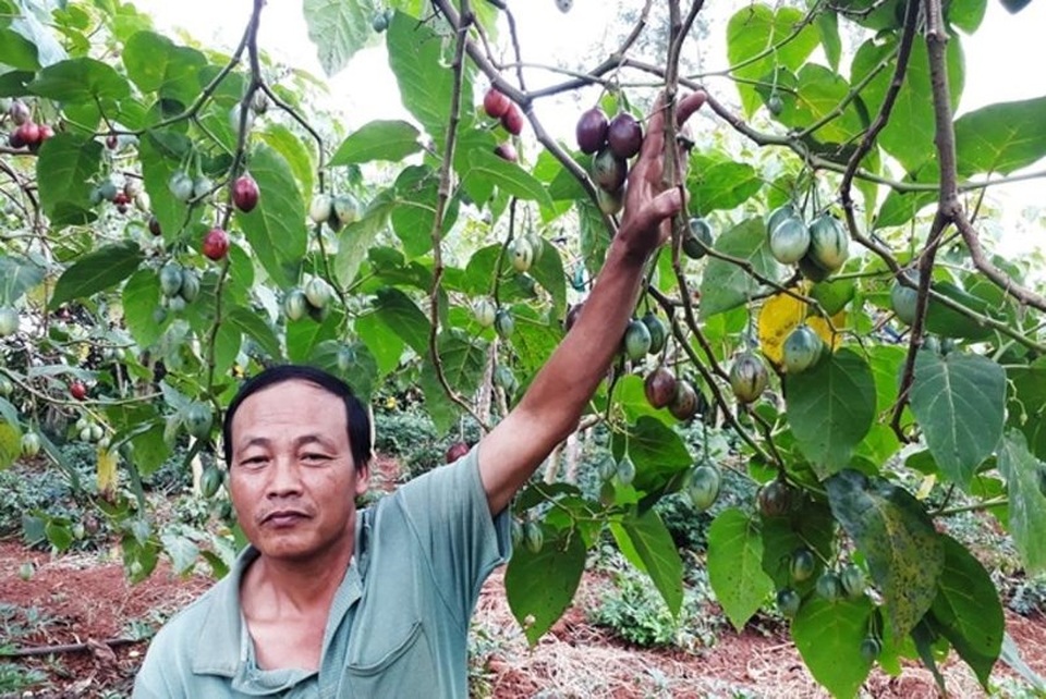 Thê thảm với cà chua từng được tâng bốc '1 triệu đồng/kg' - 2
Ông Nguyễn Mạnh Hà, Giám đốc HTX Nông nghiệp Magic S Rạng Đông, đang đứng trước nỗi lo không tìm được đầu ra cho sản phẩm
