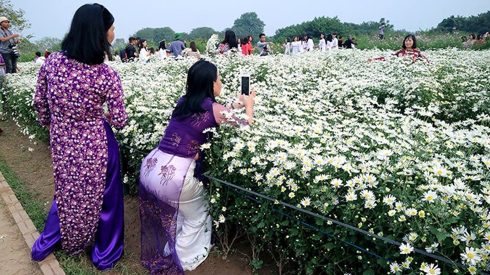 Vườn cúc họa mi 'thất thủ' vì quý cô Hà thành làm điều này - 12 Vườn cúc họa mi 'thất thủ' vì quý cô Hà thành làm điều này - 12