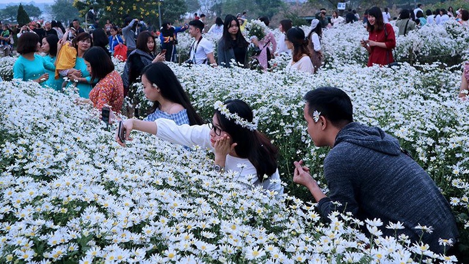 Vườn cúc họa mi 'thất thủ' vì quý cô Hà thành làm điều này - 13 Vườn cúc họa mi 'thất thủ' vì quý cô Hà thành làm điều này - 13