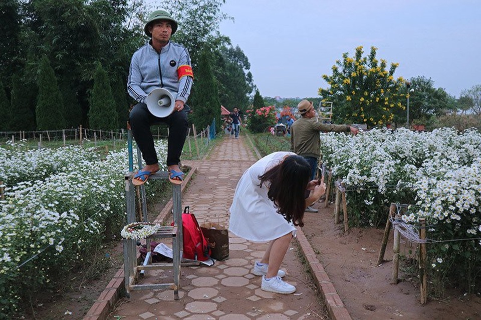 Vườn cúc họa mi 'thất thủ' vì quý cô Hà thành làm điều này - 6 Vườn cúc họa mi 'thất thủ' vì quý cô Hà thành làm điều này - 6