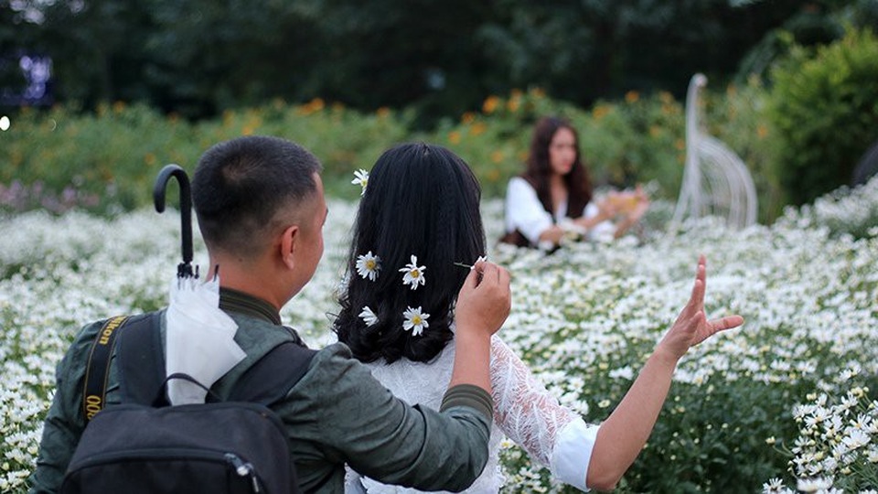 Vườn cúc họa mi 'thất thủ' vì quý cô Hà thành làm điều này - 8 Vườn cúc họa mi 'thất thủ' vì quý cô Hà thành làm điều này - 8