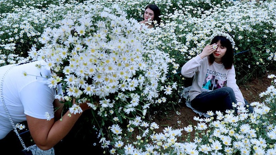 Vườn cúc họa mi 'thất thủ' vì quý cô Hà thành làm điều này - 9 Vườn cúc họa mi 'thất thủ' vì quý cô Hà thành làm điều này - 9